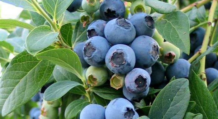 Blueberries