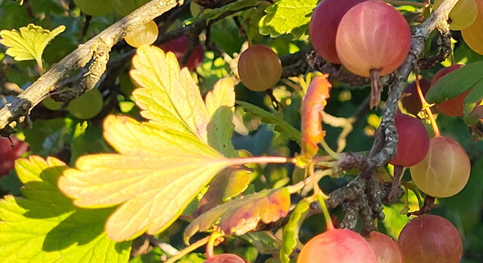 Gooseberries