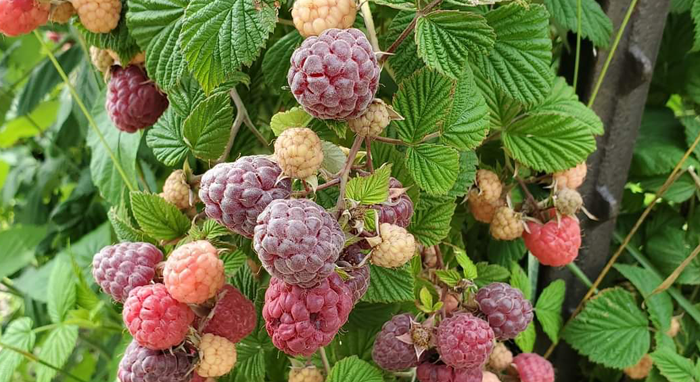 Purple Raspberries