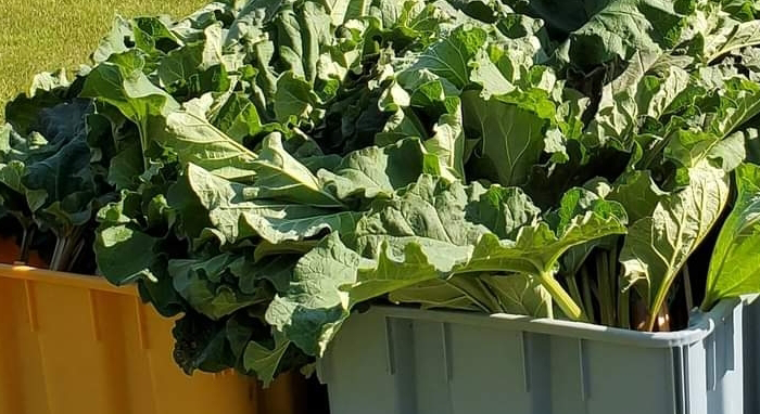 Rhubarb