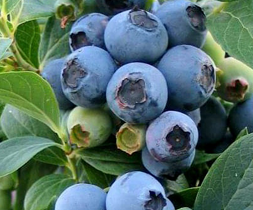 Blueberries
