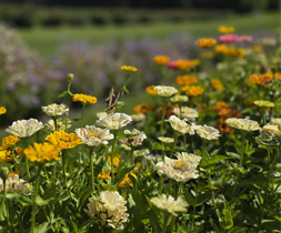 Pick your own flowers